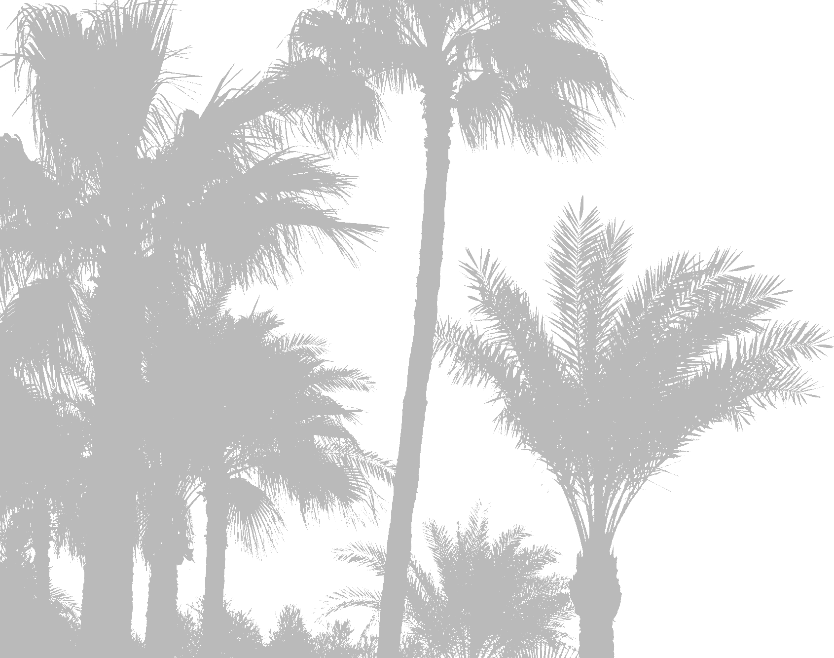 palm tree graphic